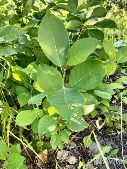 Красная черемуха.Саженцы