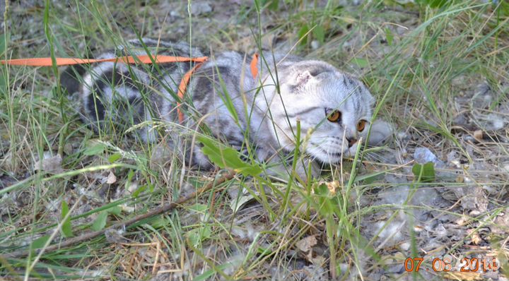 Вязка, шотландский фолд выезжает к кошечке