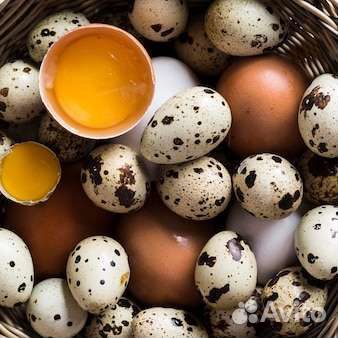 Домашние куриные и перепелиные яйца