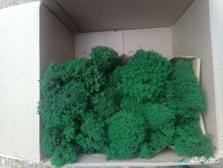 Стабилизированный мох