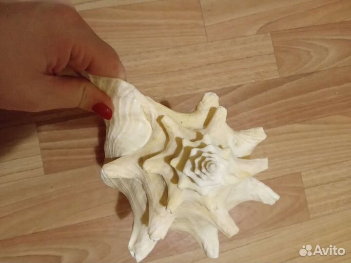 Ракушка морская большая