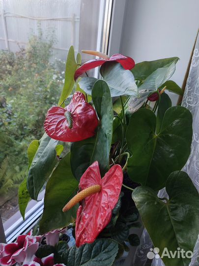 Цветы для сада и комнатные