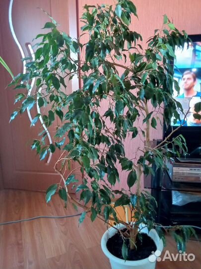 Фикус бенджамина