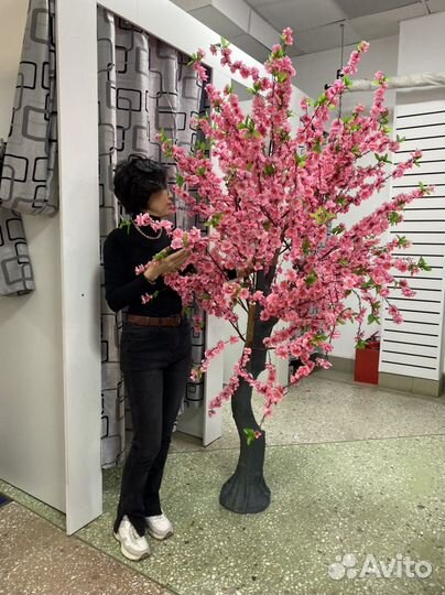 Дерево сакура