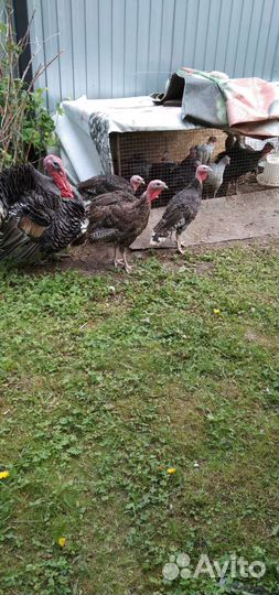 Молодые индюки, семья индюков