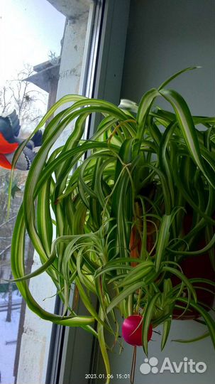 Комнатные цветы