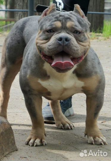 Американский Булли Покет вязка