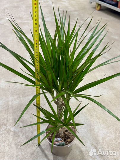 Пальма драцена маргината 2 ствола