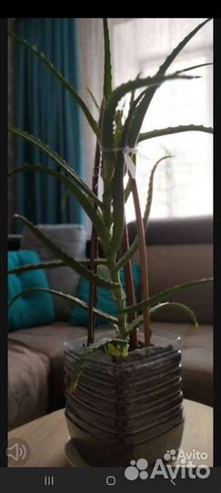 Алоэ вера. (Столетник) 3 года