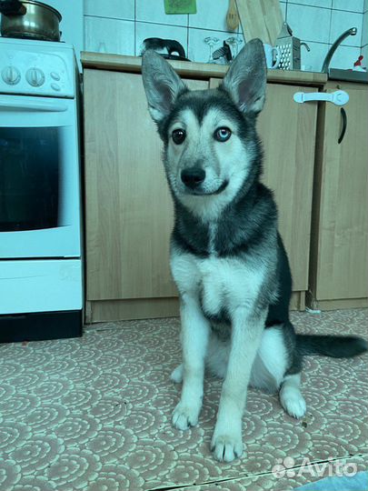 Метис хаски