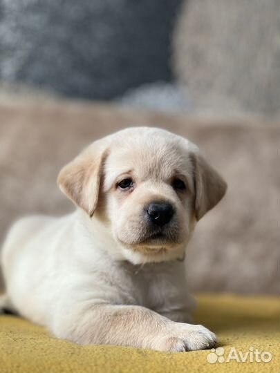 Щенки лабрадора