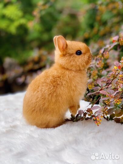 Крольчата с блестящей шерстью, сатины