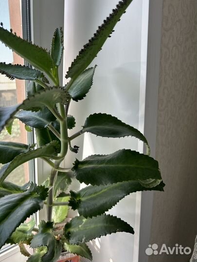 Комнатные цветы каланхоэ