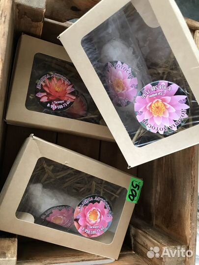 Нимфеи для пруда -подарки к 23 февраля и 8 марта