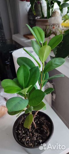 Фикус микрокарпа