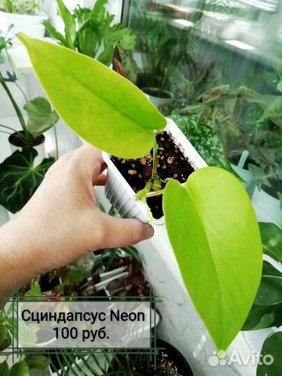 Эпипремнумы (сциндапсусы)