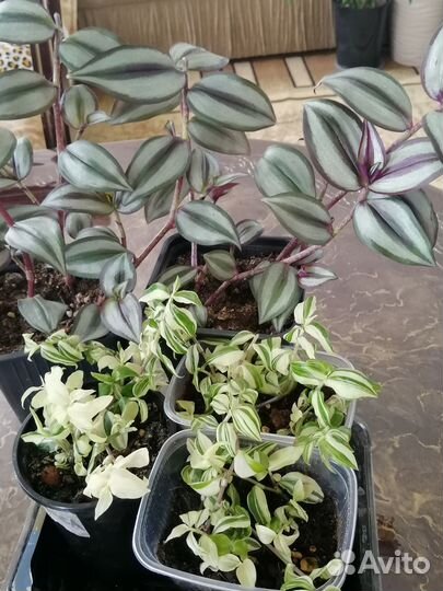 Комнатные растения разные