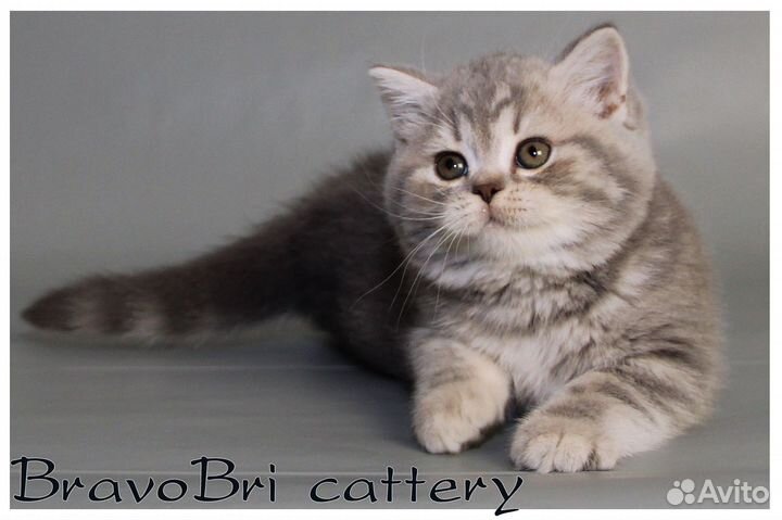 Котята британская короткошерстная и длинношерстная