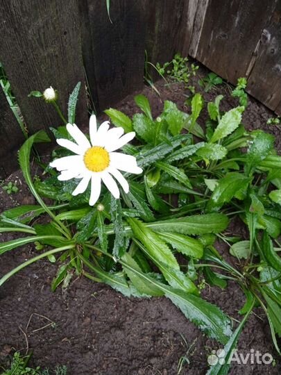 Рассада астильбы