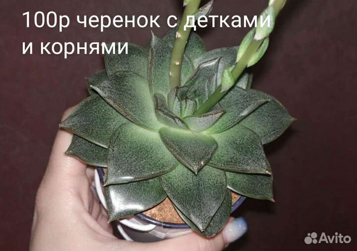 Суккуленты (черенки с детками)