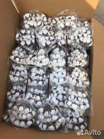 Хлопок сухоцвет букет (45-50см высота)