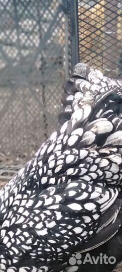 Инкубационное яйцо