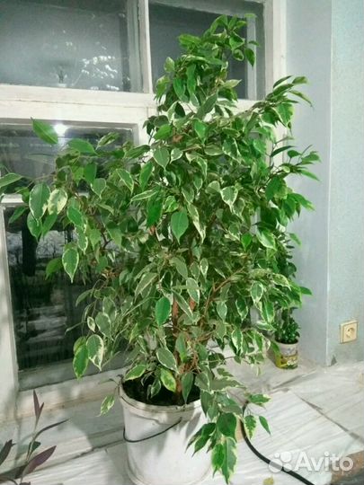 Бенджамина фикус 110 см