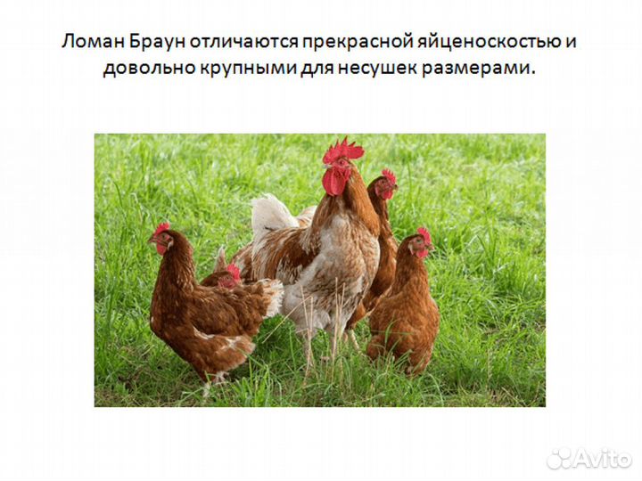Куры молодки Ломан Браун