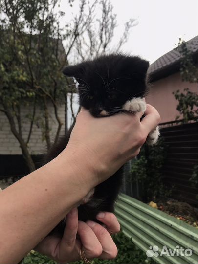 Котята бесплатно
