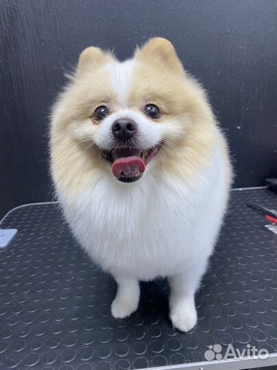 Стрижка кошек и собак