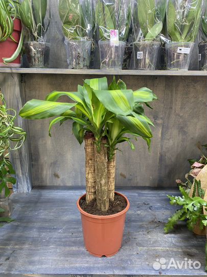 Пальма драцена маргината