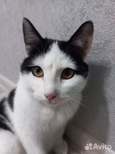 Молоденький котик
