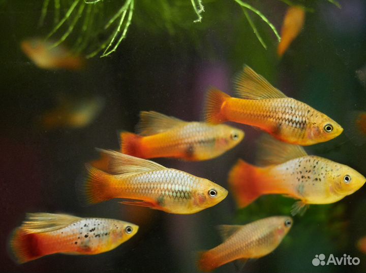 Гуппи Платина,Канадские чист.линия,Пецилии Гавайск