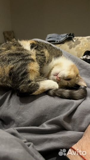 Кошки 1 годик