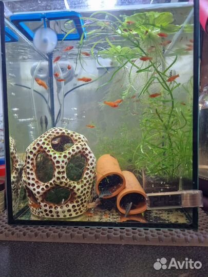 Меченосцы маленькие