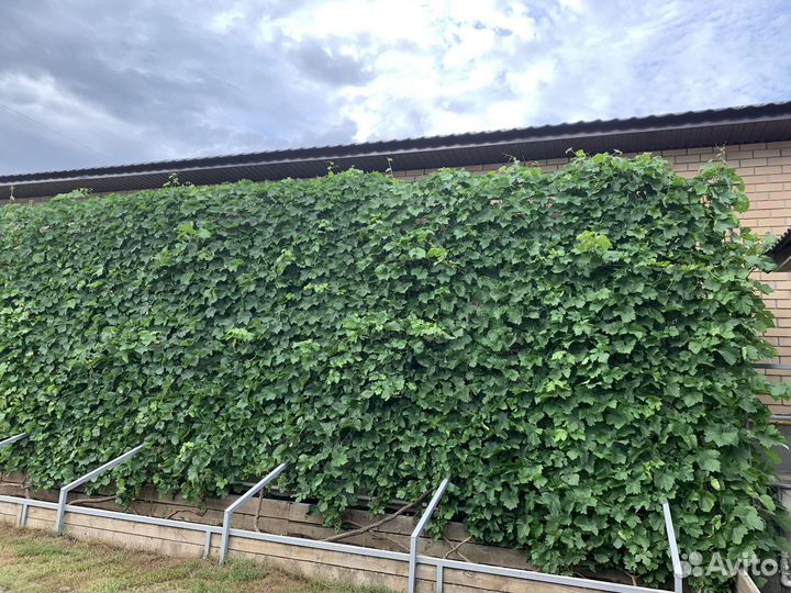 Саженцы винограда