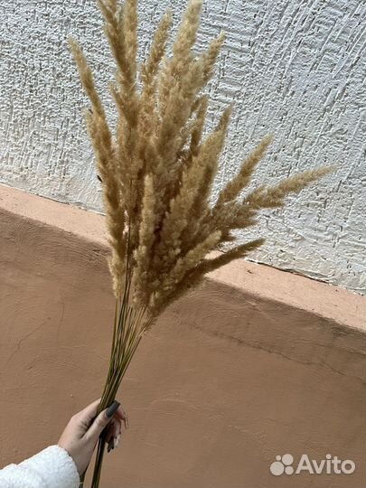 Цветы сухоцветы