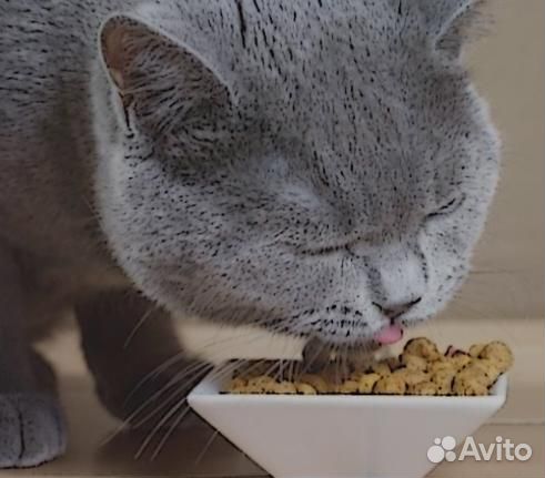 Royal Canin сухой корм для кошек. В наличии Royal