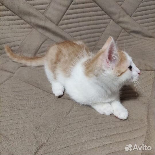 Рыжий с белым котенок ищет дом