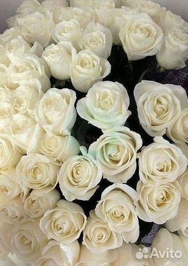 Розы Букеты Цветы Розы 31 101 151 201 Доставка