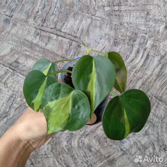 Филодендроны ампельные