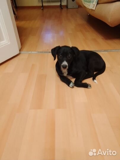 Щенок девочка в добрые руки