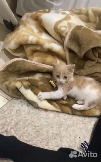 Котеночек мальчик