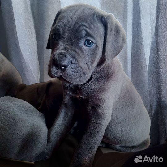 Щенки кане корсо