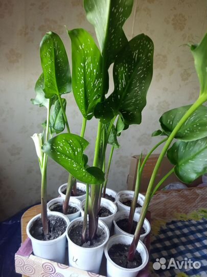 Цветы каллы