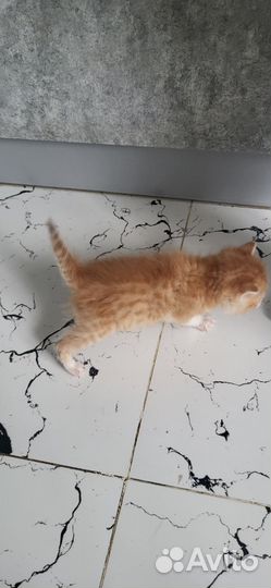 Кошки в добрые руки