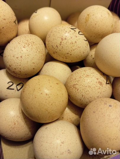 Яйцо кеклика