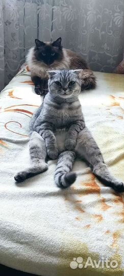 Бонечка и Мишка