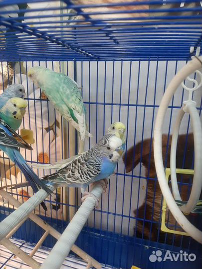 Молодые волнистые попугаи местного разведения
