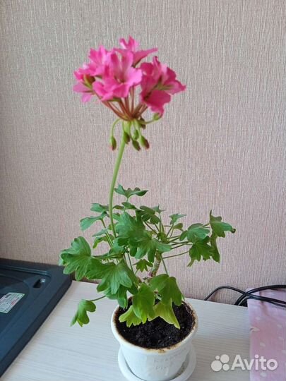 Пеларгония звездчатая